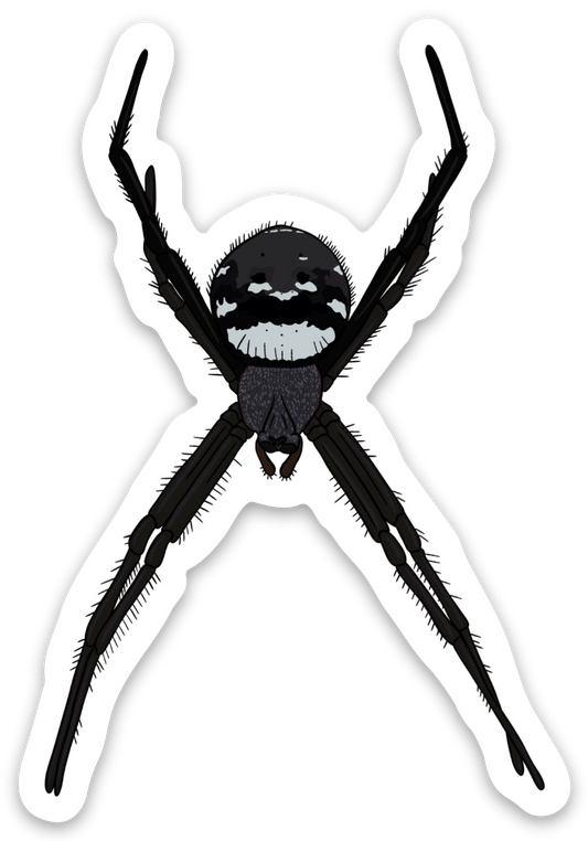 Spooky Face Spider