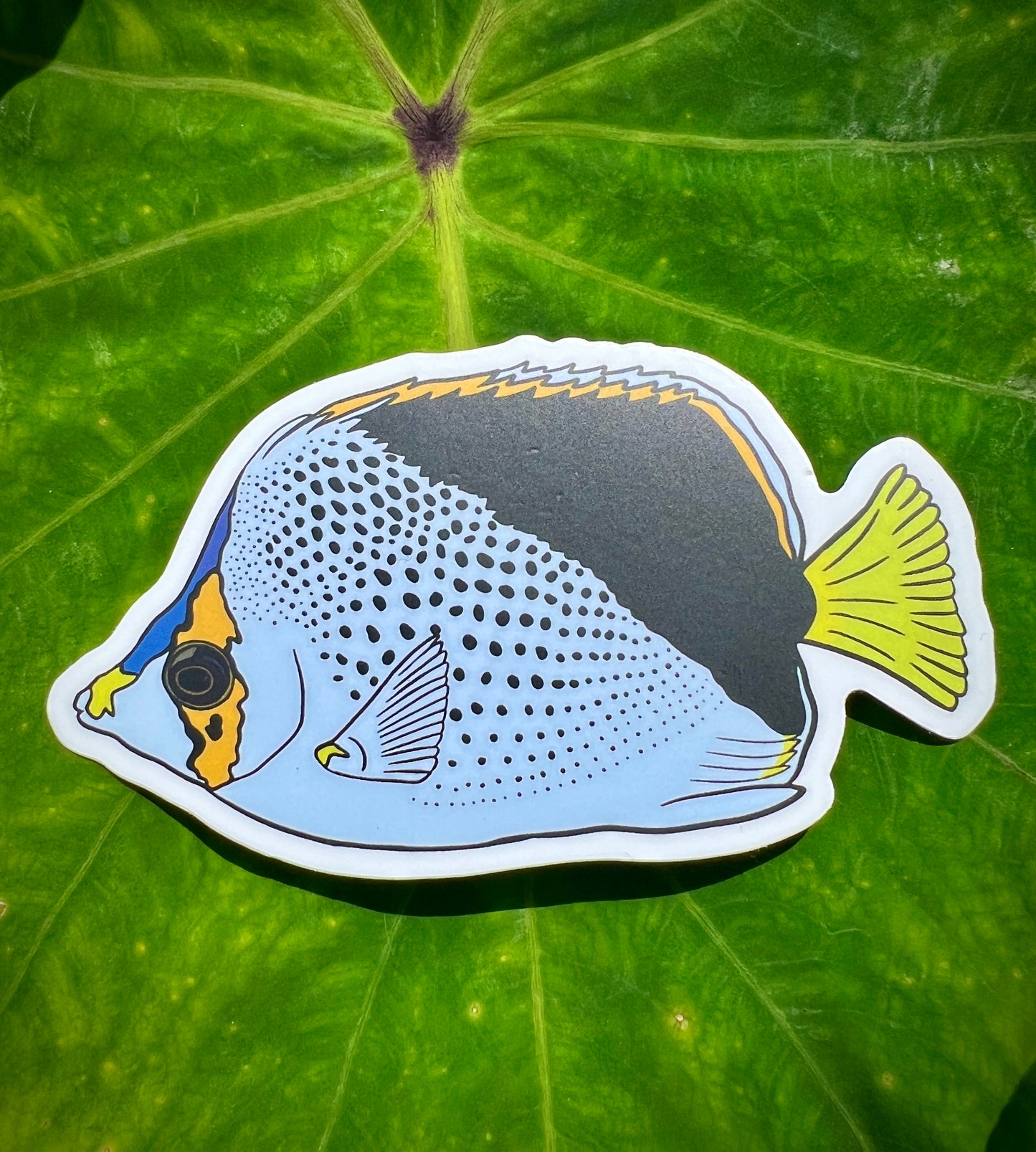 Kīkāpu (Tinker’s Butterflyfish)