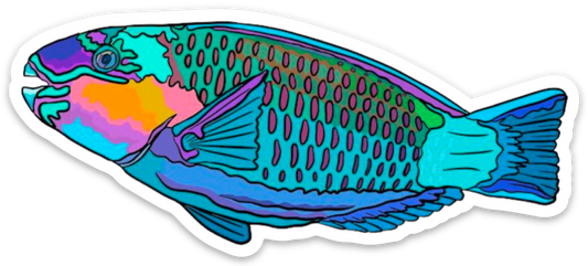 Large Uhu (Regal Parrotfish)