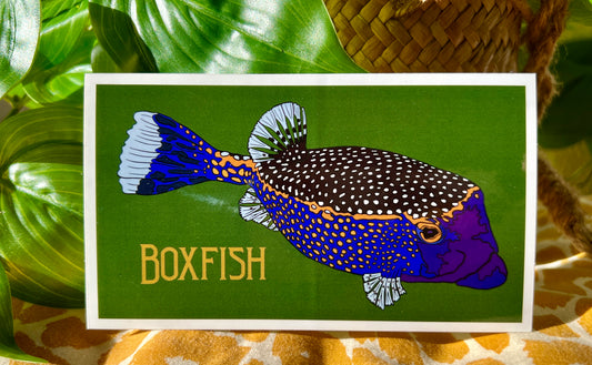 Boxfish